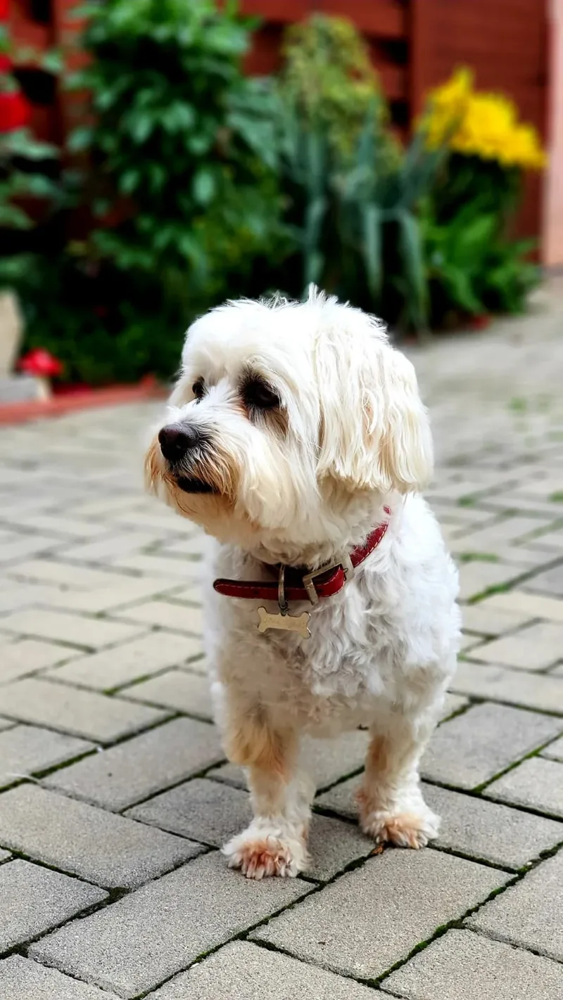 Bichon alb cu zgardă roșie