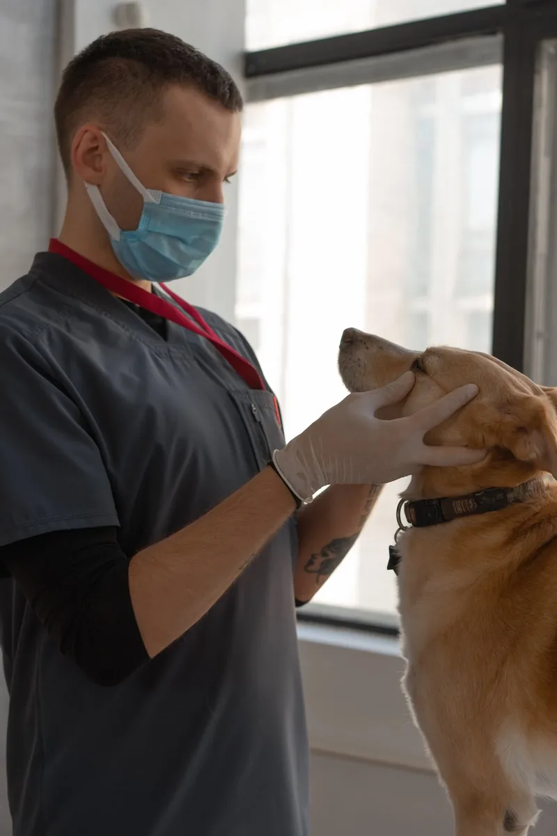 Medic veterinar examinând un câine auriu
