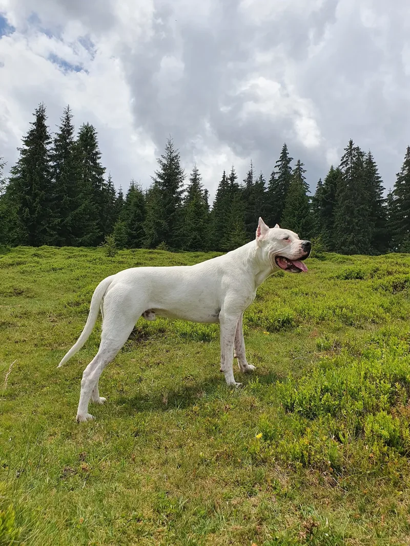 Dog argentinian alb pe o pajiște