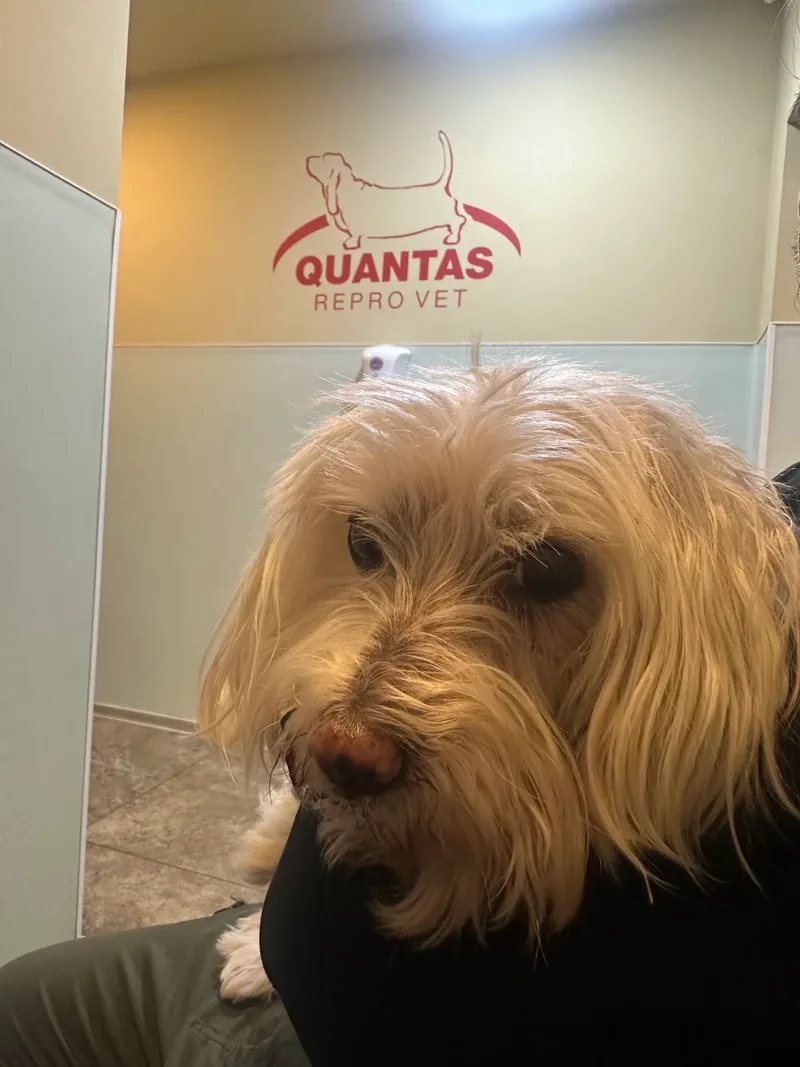 Câine în cabinetul Quantas Repro Vet